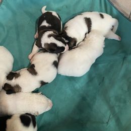 Akita Puppies from Gloe Akita's