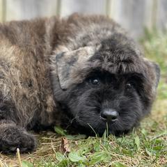 Bouvier des Flandres Puppies from Mathes Bouvier des Flandres