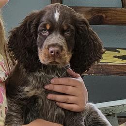 Joker - Tri-Roan male English Springer Spaniel puppy in Fort White, Florida from Thunderbird Springers