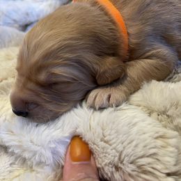 Golden Retriever Puppies from Tradershire Goldens