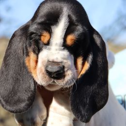 Usher - Black brown and white male Basset Hound puppy in Pollock, Missouri from Northstar