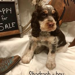 English Springer Spaniel Puppies from River’s Edge ~ English Springer Spaniels