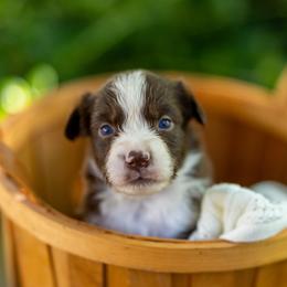 Ravioli - Red & white male Miniature Australian Shepherd puppy in Fort Collins, Colorado from Basil’s Sweet Creatures