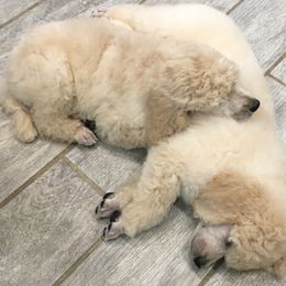 Poodle Puppies from Gwynt Standard Poodles