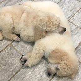 Poodle Puppies from Gwynt Standard Poodles