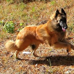 Belgian Sheepdog and Belgian Tervuren All Grown Up from Darboshea Tervuren