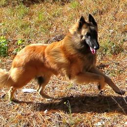 Belgian Sheepdog and Belgian Tervuren All Grown Up from Darboshea Tervuren