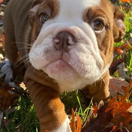 Bulldogs from Rankin Hometown Bullies