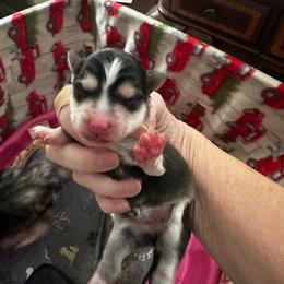 Girl - Black and white female Pomsky puppy in Leesburg, Virginia from Capital Pomsky