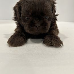 Shih Tzu Puppies from Moore Shih Tzus