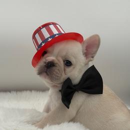 Dreamer - Cream male French Bulldog puppy in Largo, Florida from Big Daddy Frenchies
