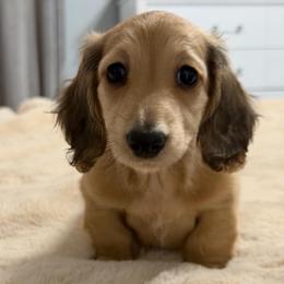 Trinity - Cream female Dachshund puppy in Murfreesboro, Tennessee from Kimbrie's Dream Cream Doxies