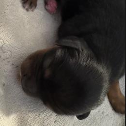 Boy 2 - Black and tan male Cavalier King Charles Spaniel puppy in Rockville, Maryland from Skais the Limit Cavaliers