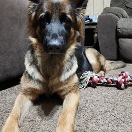 German Shepherd All Grown Up from Vom Haus Myers German Shepherds