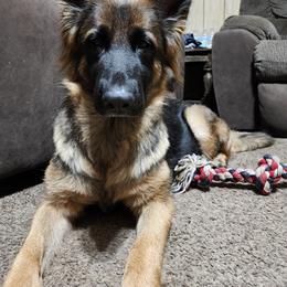 German Shepherd All Grown Up from Vom Haus Myers German Shepherds