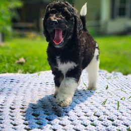 Willow - Phantom female Poodle puppy in Troy, New Hampshire from SP Standard Poodles