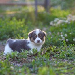 Boy 1 - Blue male Pembroke Welsh Corgi puppy in Ocala, Florida from Dolan Farms Corgis