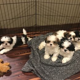 Shih Tzu Puppies from Shih Tzu Mountain Breeders