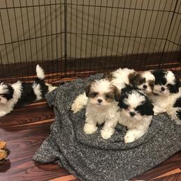 Shih Tzu Puppies from Shih Tzu Mountain Breeders