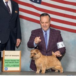Airedale Terriers, Lakeland Terriers, and Norfolk Terriers from Hi-Kel Terrydale Lakeland Terriers and Terrydale HK Airedales & Norfolk Terriers