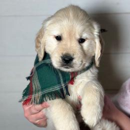 Aspen - Light golden male Golden Retriever puppy in Phillips, Wisconsin from Alfalfa Lane Adventures