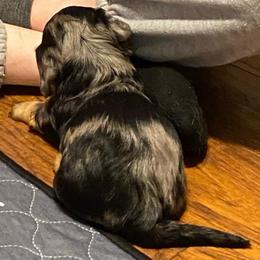 MICKI AKC REGISTERED MALE - Dapple male Dachshund puppy in Elizabethtown, Kentucky from Teeny Tiny Puppy Tails