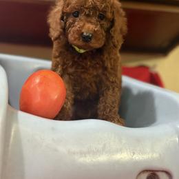 Boy 2 - Red  male Poodle puppy in Anaheim, California from SoCal Toy Poodles