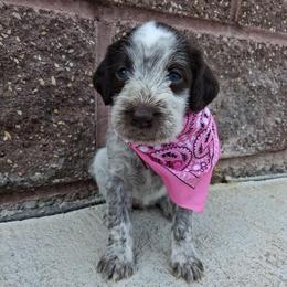 Girl 1 - Liver and white female German Wirehaired Pointer puppy in Potosi, Wisconsin from Point and Flush Gun Dogs