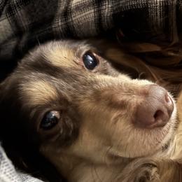 Dachshunds and Poodles from White Oak Kennels