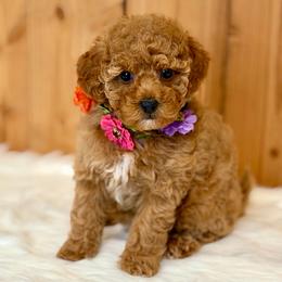 Magnolia - Apricot female Poodle puppy in Salem, Oregon from Lavish Poodles