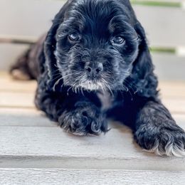 Cocker Spaniel Puppies from Priceless Pups