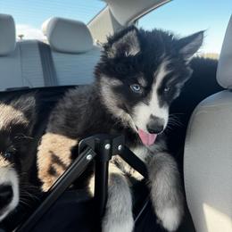 Smoke - Black and white male Siberian Husky puppy in Lodi, California from Wolves with Amor