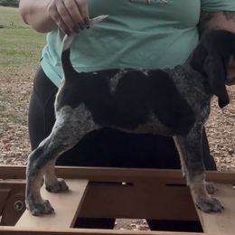 Smoke - Bluetick Coonhound
