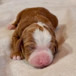 Girl 3 - Red female Bernedoodle puppy in Anchorage, Alaska from Cascade Country Doodles