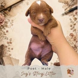 Poet - Red  male Goldendoodle puppy in Atlanta, Georgia from Teddy Puppies