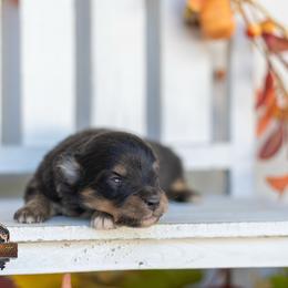 Wyatt - Black tri male Miniature American Shepherd puppy in Granbury, Texas from Best Little Aussies