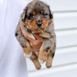 Australian Shepherd Puppies from Ember Aussies NJ/NY/PA