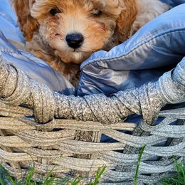 Poodles from Dawn Campbell