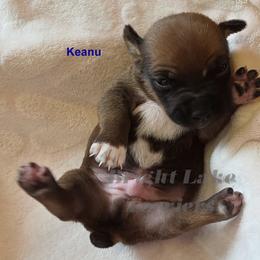Keanu - Sable and white male Teddy Roosevelt Terrier puppy in Milaca, Minnesota from Bright Lake Terriers