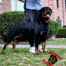 Aries - Rottweiler
