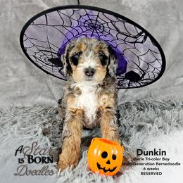 Bernedoodle Puppies from A Star is Born Doodles