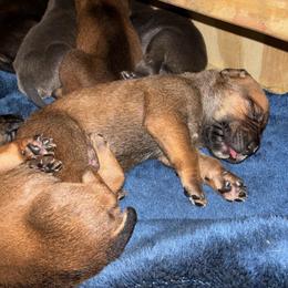 Girl 3 - Red female Cane Corso puppy in Sienna, Texas from Robinson Elite Corsos