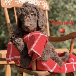 McIntosh - Brown male Poodle puppy in Julian, California from Above the Pines Poodles