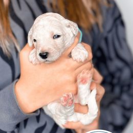 Poodle Puppies from Woofadoodles