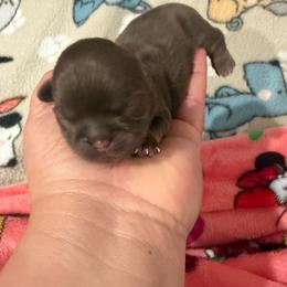 Lucky - Liver male Shih Tzu puppy in Bakersfield, California from Little pumpkin Shih Tzu’s