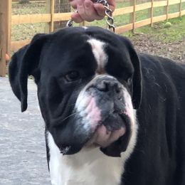 Roman - Boxer