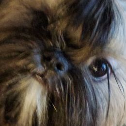 Shih Tzus from Debbie's Darling Shih Tzus