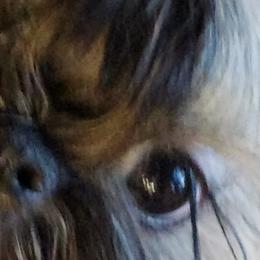 Shih Tzus from Debbie's Darling Shih Tzus