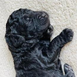 French Bulldog and Goldendoodle Puppies from Fox Run Farm