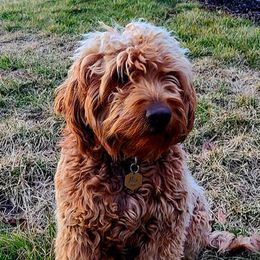 Mia - Goldendoodle